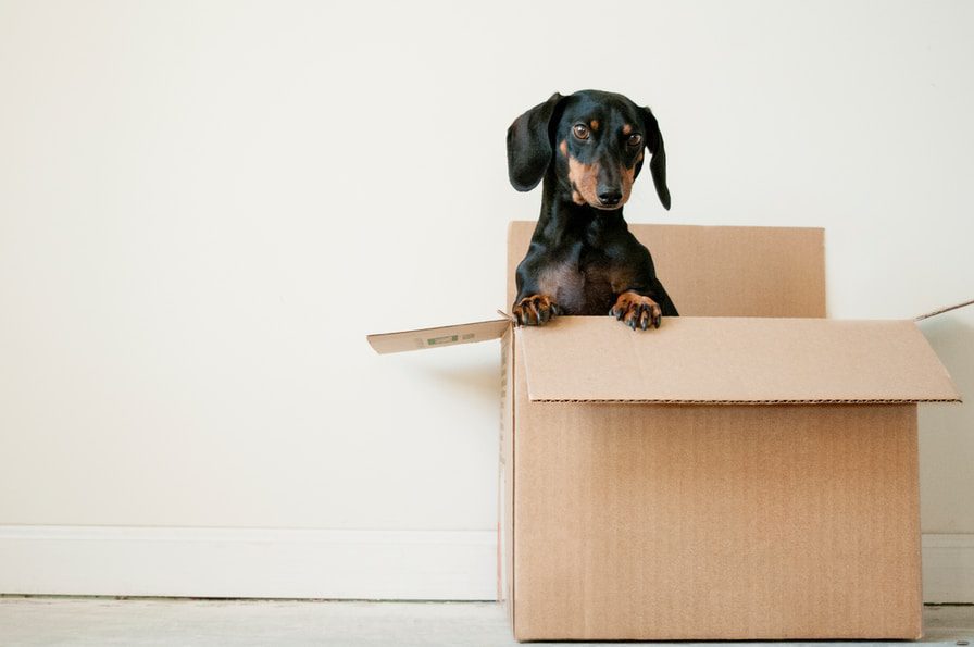 An image of a dog in a box